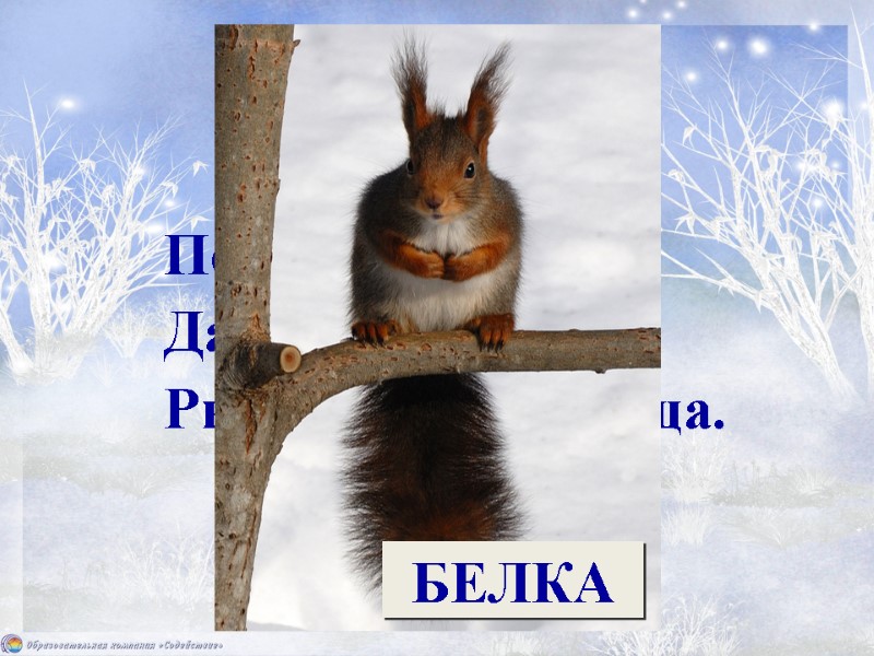 По веткам скачет, Да не птица.  Рыжая, да не лисица. БЕЛКА